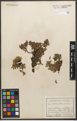 Foto von Salix retusa L.